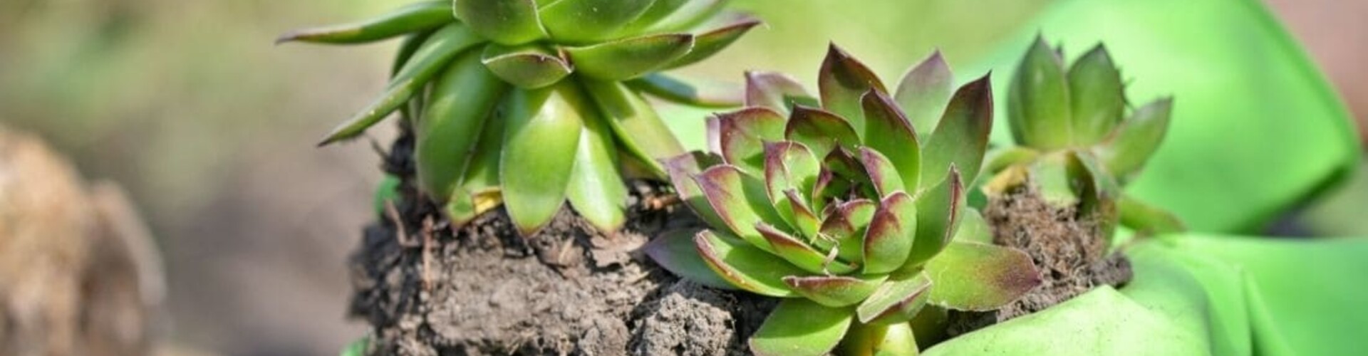 Ontdek de kosten van een sedumdak