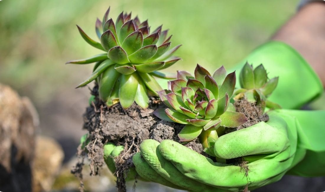 Ontdek de kosten van een sedumdak