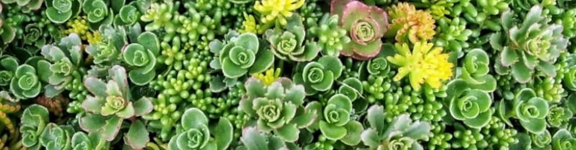 Voordelen van sedum op je dak