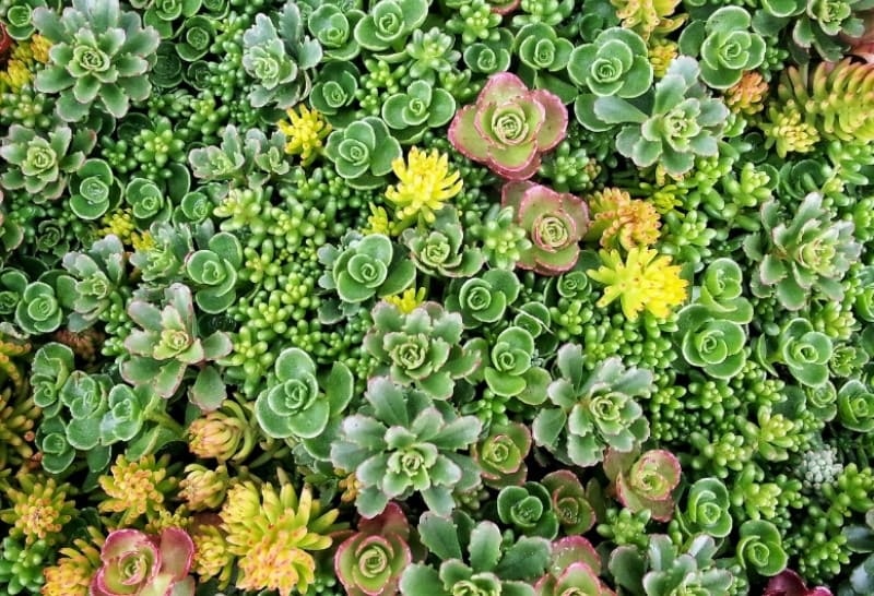 Dit zijn de voordelen van sedum op je dak Simply Sedum