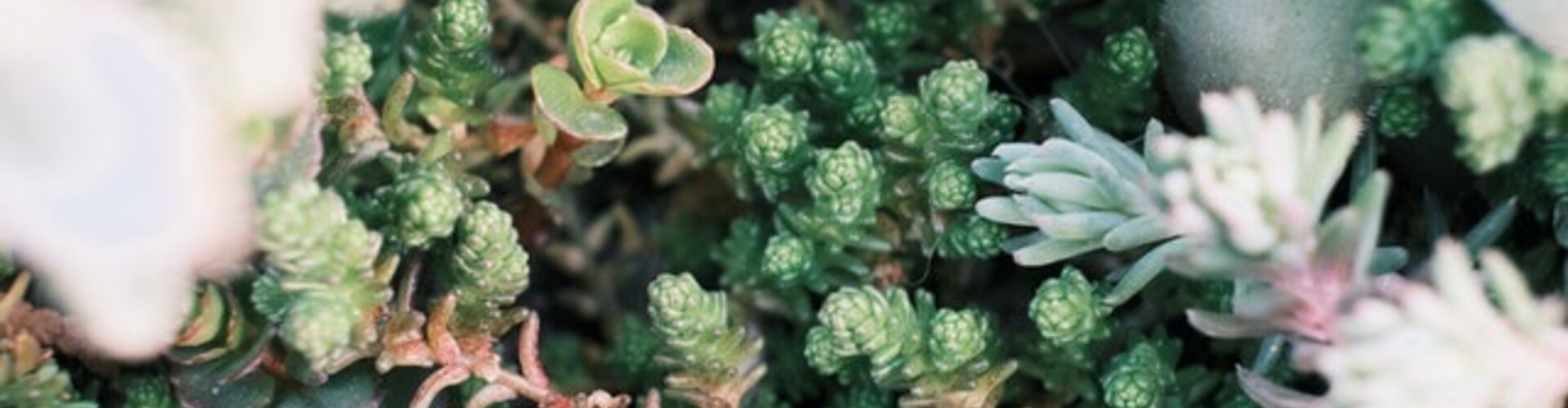 Wanneer sedum laten aanleggen?
