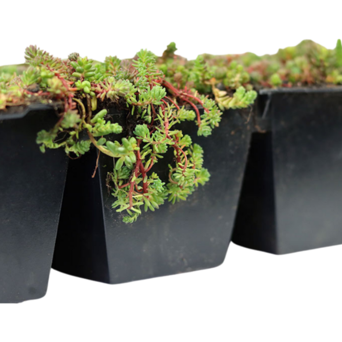 SimplySedum Sedum Cassette | Per stuk | 60x40cm