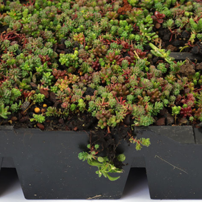 SimplySedum Sedum Cassette | Per stuk | 60x40cm