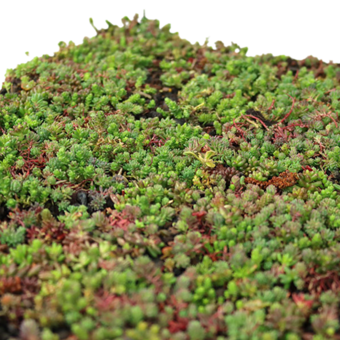 SimplySedum Sedum Cassette | Per stuk | 60x40cm