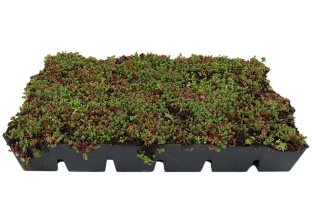 Sedum Cassette | Per M2 | Incl. onderdoek