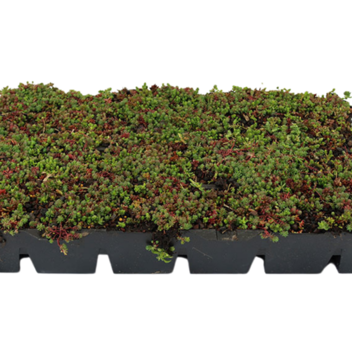 Simplysedum Sedum Cassette | Per M2 | Incl. onderdoek