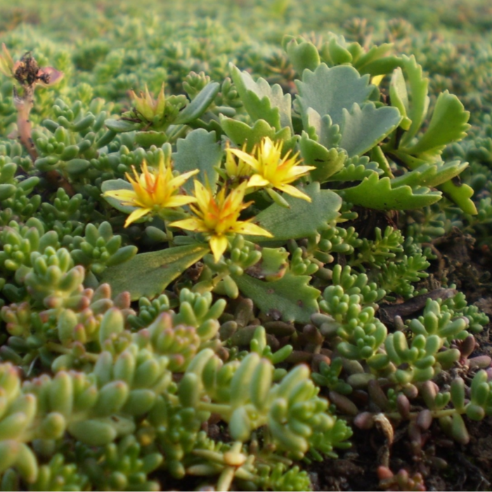 Simplysedum Sedummat | Per M2 | Incl. onderdoek en substraatkorrels