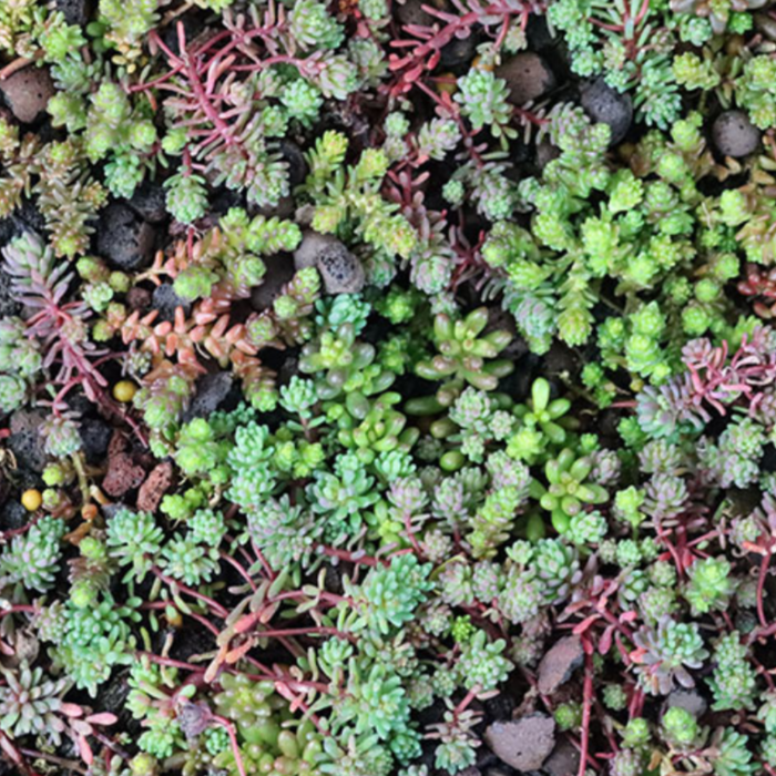 Simplysedum Sedummat | Per M2 | Incl. onderdoek en substraatkorrels