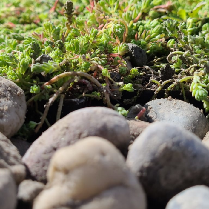 Simplysedum Limburgs wit grind