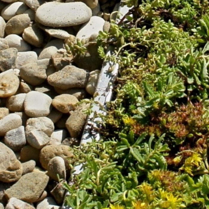 Simplysedum Limburgs wit grind