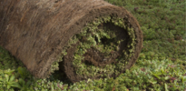 SimplySedum Sedummat | Per M2