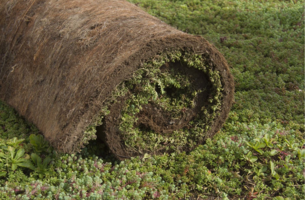 SimplySedum Sedummat | Per M2