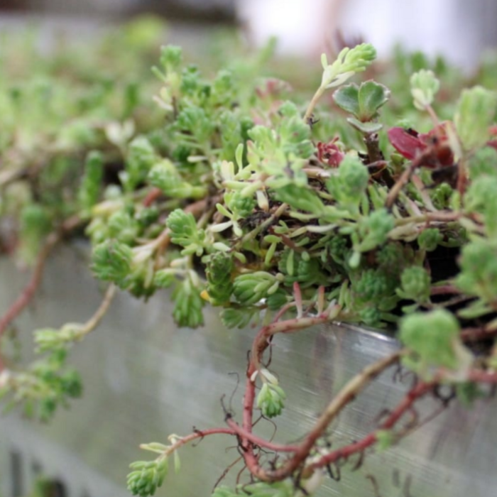 Simplysedum Scheidingsprofiel