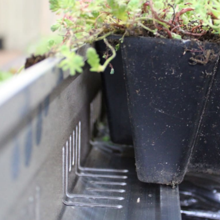 Simplysedum Scheidingsprofiel