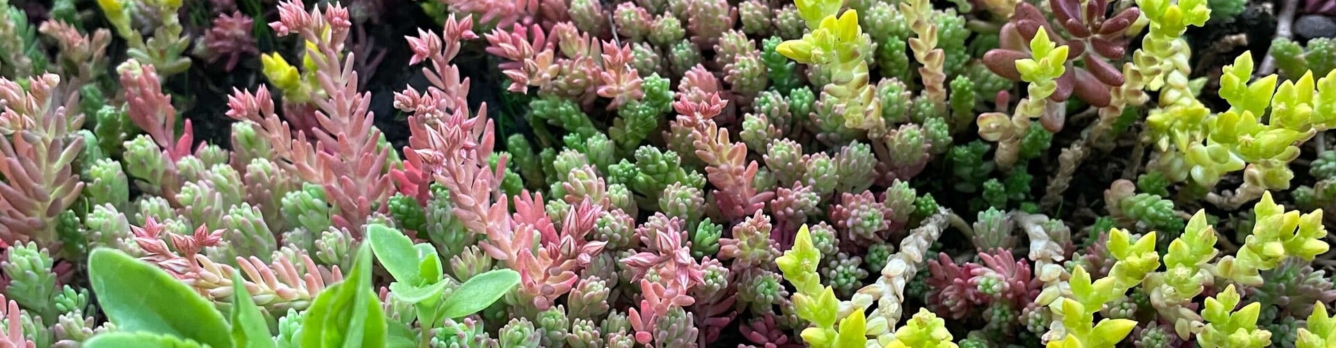 Constructie van een sedumdak