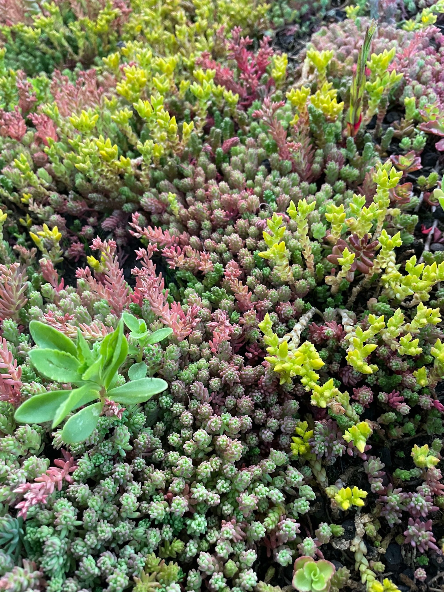 Constructie van een sedumdak