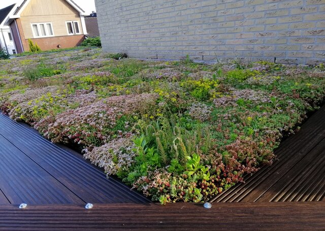 Sedum Cassette | Per M2