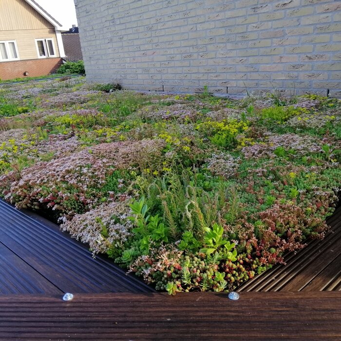 SimplySedum Sedum Cassette | Per M2