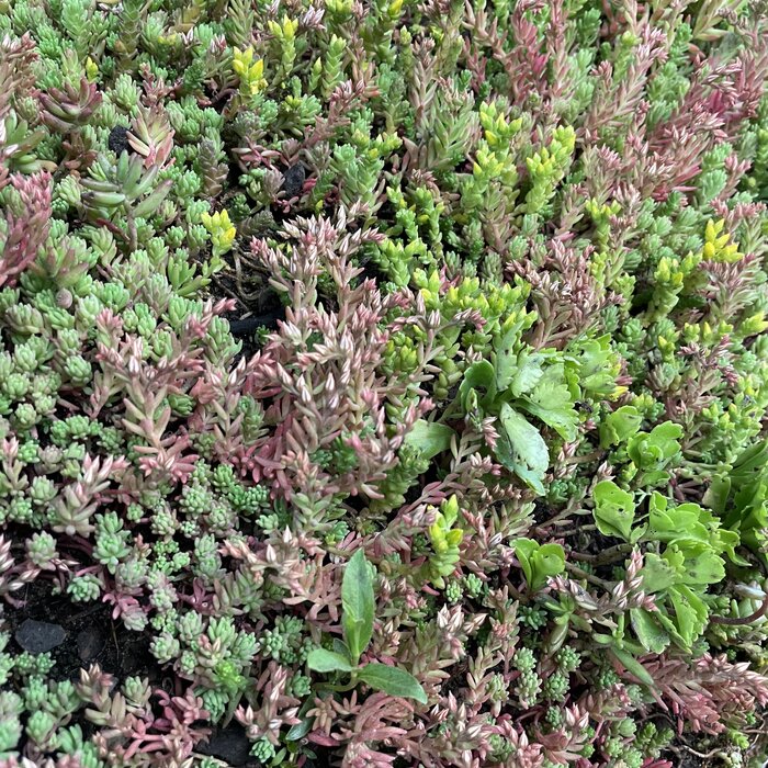 SimplySedum Sedummat | Per M2