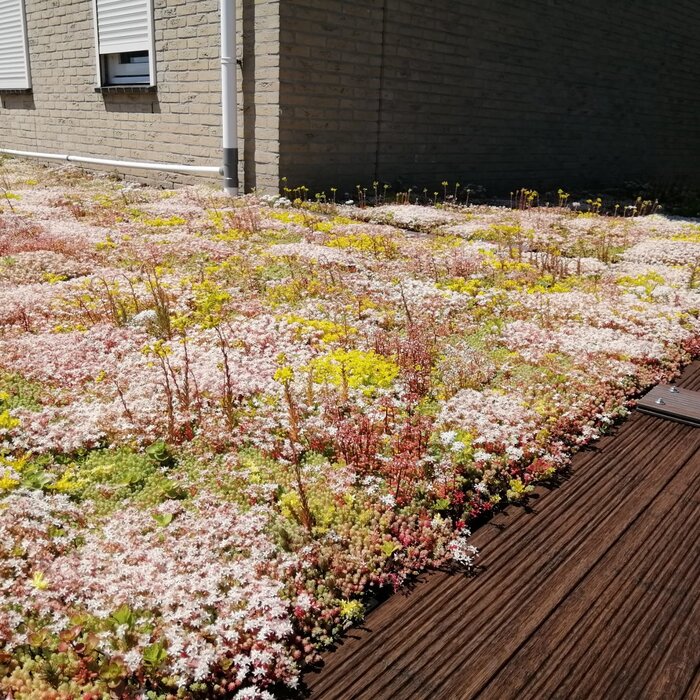 Simplysedum Sedummat | Per M2 | Incl. onderdoek en substraatkorrels