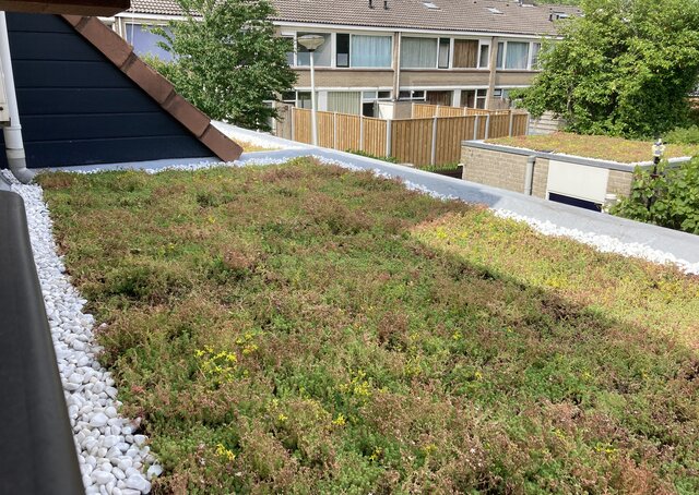 Sedum cassette | Per M2 | Incl. onderdoek en grindrand