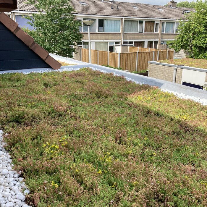 Simplysedum Sedum cassette | Per M2 | Incl. onderdoek en grindrand