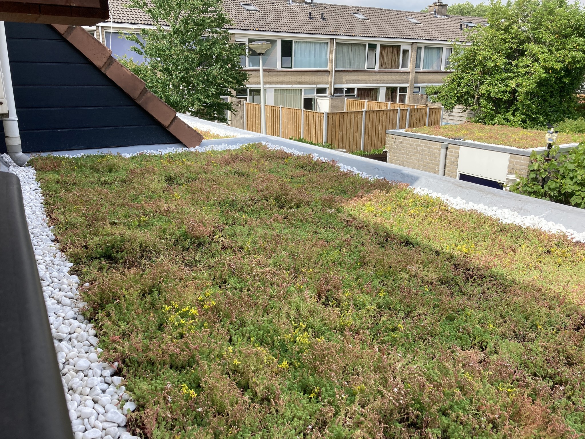 Sedum cassette | Per M2 | Incl. onderdoek en grindrand