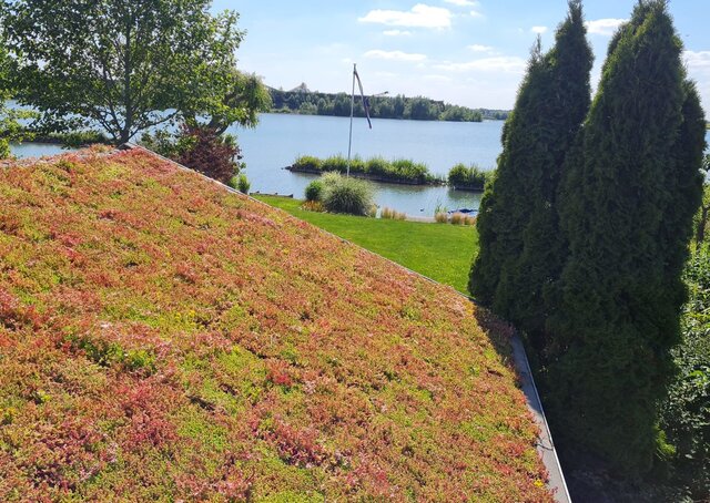 Sedum Cassette | Per M2 | Incl. onderdoek