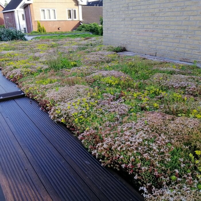 SimplySedum Sedum Cassette | Per stuk | 60x40cm