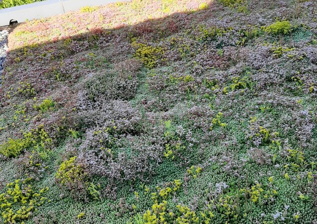 Sedummat | Per M2 | Incl. onderdoek, drainage en substraatkorrels