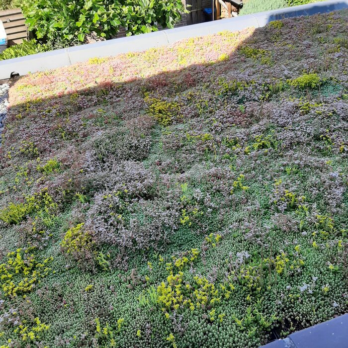 Simplysedum Sedummat | Per M2 | Incl. onderdoek, drainage en substraatkorrels