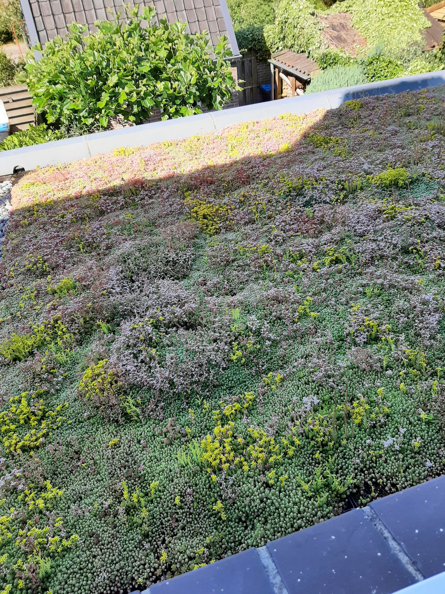 Sedummat | Per M2 | Incl. onderdoek, drainage en substraatkorrels