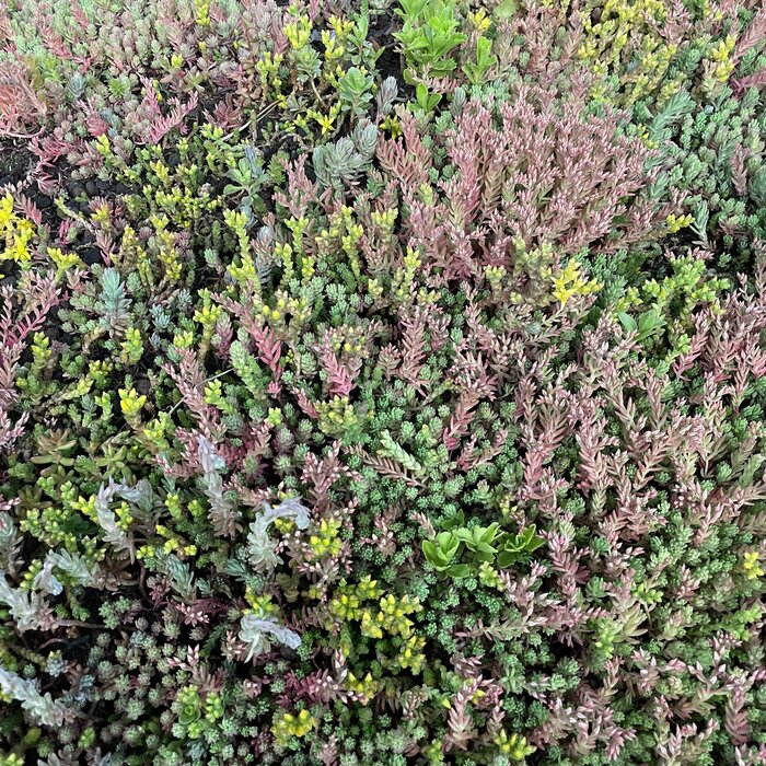 Simplysedum Sedummat | Per M2 | Incl. onderdoek, drainage en substraatkorrels