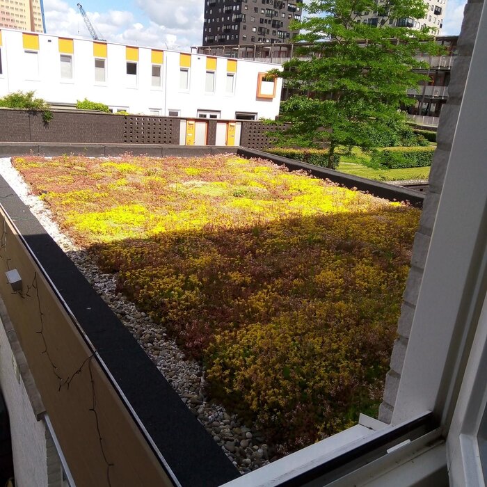 Simplysedum Sedummat | Per M2 | Incl. onderdoek, drainage, substraatkorrels en grindrand