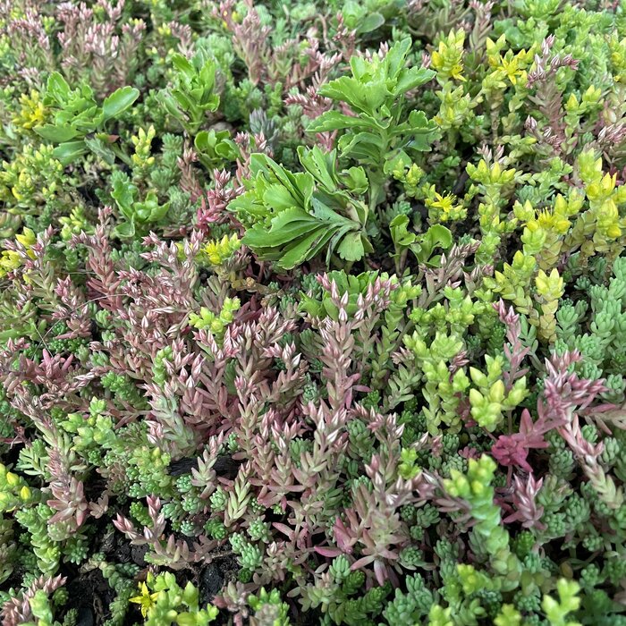 Simplysedum Sedummat | Per M2 | Incl. onderdoek, drainage, substraatkorrels en grindrand