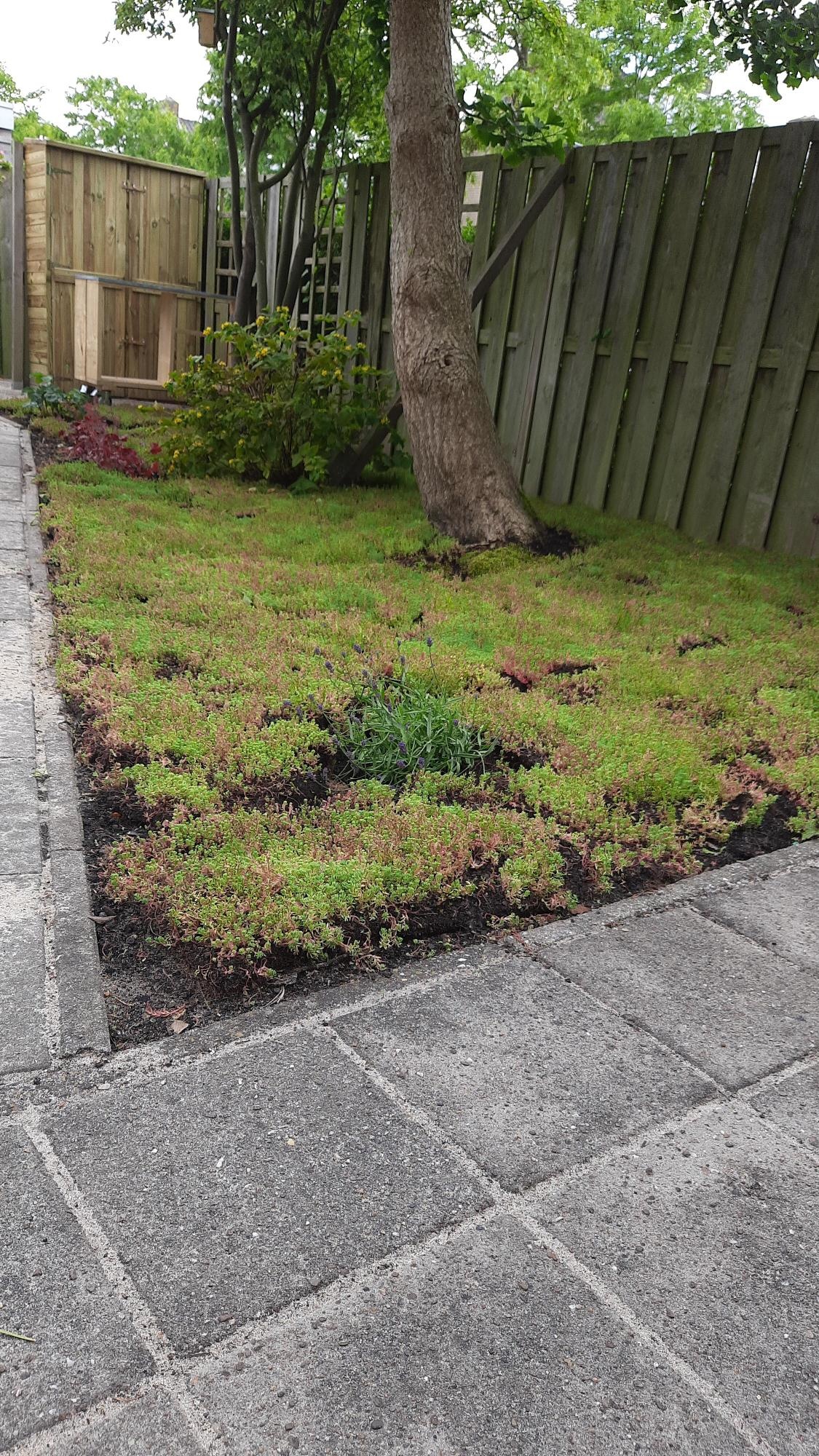 Sedummixmat | Per M2