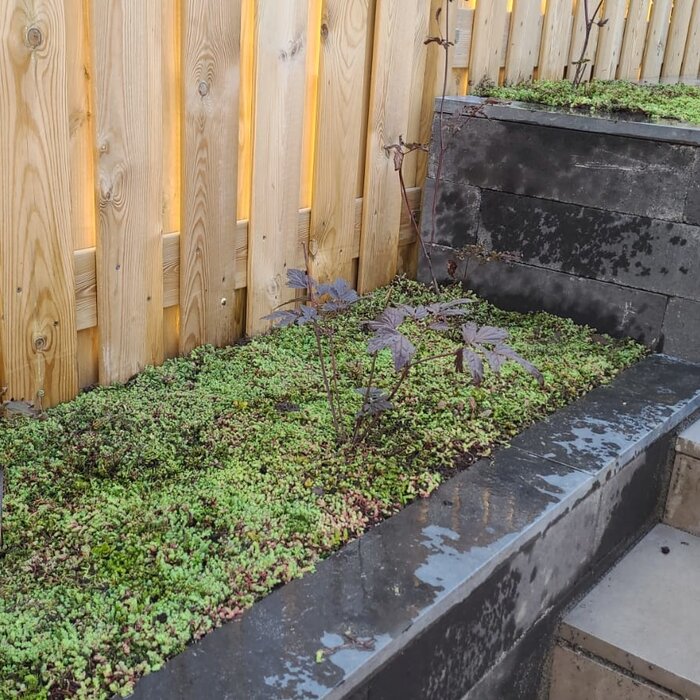 SimplySedum Sedummixmat | Per M2