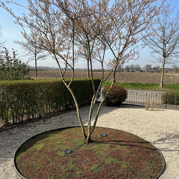 SimplySedum Sedummixmat | Per M2