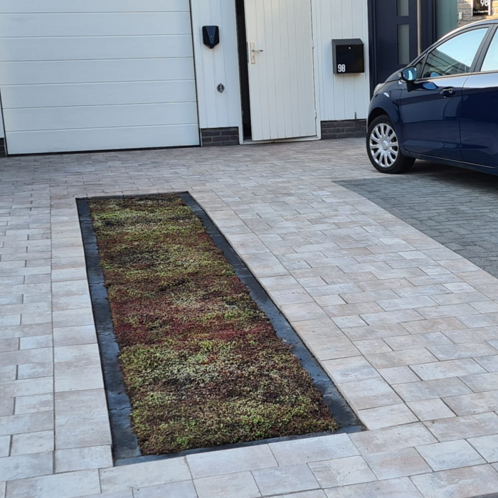 SimplySedum Sedummixmat | Per M2