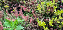 SimplySedum Sedummixmat | Per M2