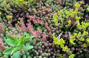 SimplySedum Sedummixmat | Per M2