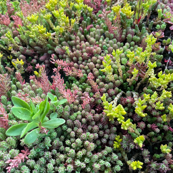 Sedummixmat | Per M2