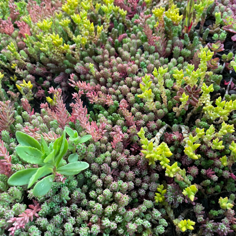 SimplySedum Sedummixmat | Per M2