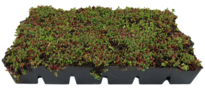 SimplySedum Sedum Cassette | Per M2