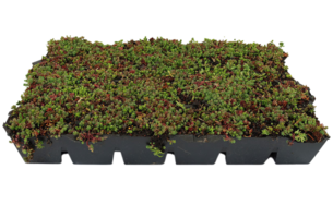 SimplySedum Sedum Cassette | Per M2