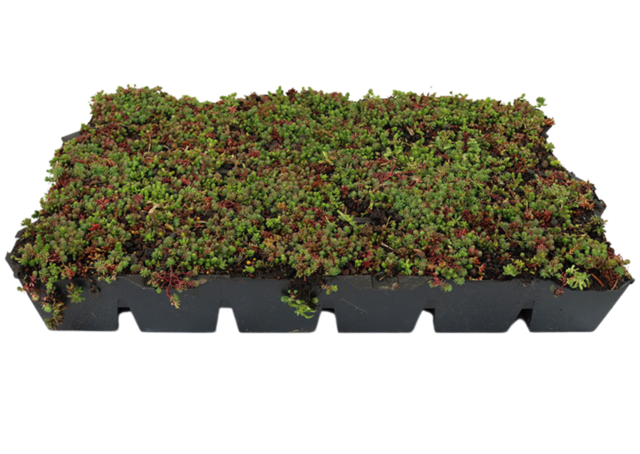 Sedum Cassette | Per stuk | 60x40cm