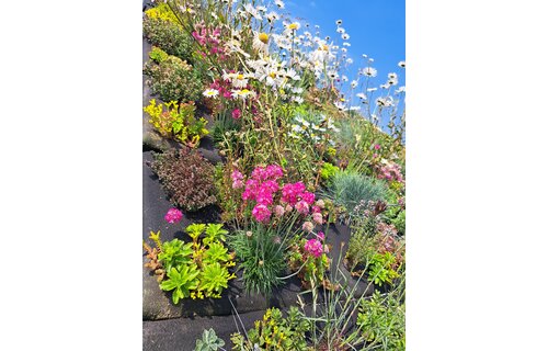 Lichtgewicht sedum geschikt voor schuin dak | kruiden daktuinpocket 96 x 39 cm | Bevat 12 combipluggen met sedum, kruiden en grassen