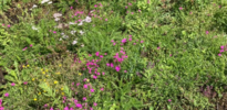 SimplySedum Sedum kruidenmat | Per M2