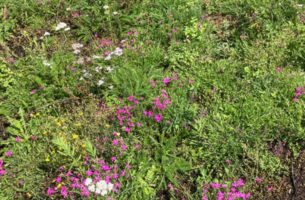 SimplySedum Sedum kruidenmat | Per M2