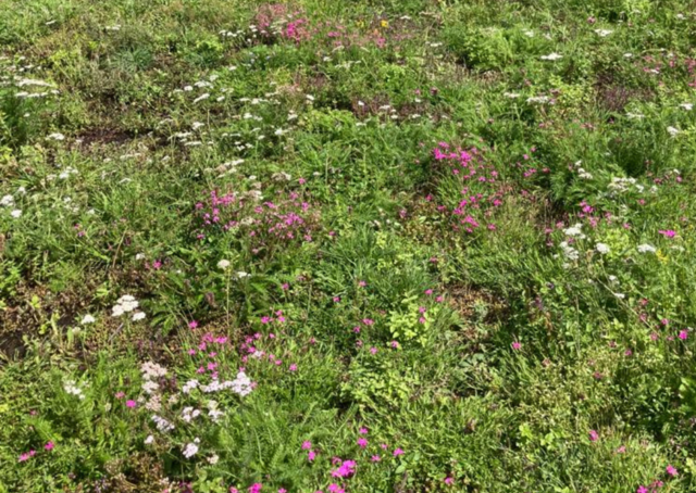 Sedum kruidenmat | Per M2